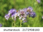Small photo of Closeup of isolated blue violet tansy (lacy phacelia tanacetifolia) flowers in green meadow, one bee - Germany