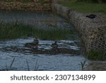 Small photo of A gaggle of duck having a dip in the pond.