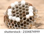 Small photo of The consequences of intensification of agriculture - close up of a real critically endangered wasp nest with eggs and larvae