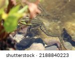 Small photo of For some a source of peace, for others a noise nuisance - a small edible frog frog in a garden pond