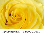 Closeup Of Yellow Rose Macro ...