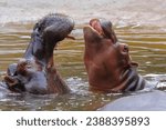 Small photo of adult hippo and baby hippo in the water