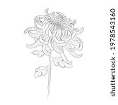 Chrysanthemum Flower. Line...