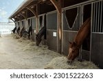 Small photo of Stable with its horses eating hay in an equestrian center