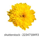 Chic Yellow Chrysanthemum Close ...