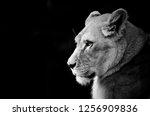 Lioness head black and white