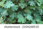 Photo Of Urena Green Leaves.
