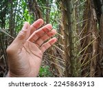 Hand holding thorny plant stock photo.