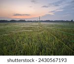 Small photo of Landscape of rice fields at dawn where the rice plants that are starting to ripen are covered with netting to deter bird pests,location in Sukoharjo,Central java,Indonesia.