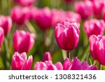 Capture Beautiful Tulips With A ...