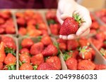 Harvest Strawberries. Packing...