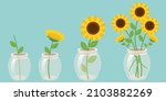 The Collection Of Sunflowers In ...