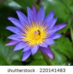 Single Violet Lotus And Little...