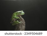 Small photo of toad, green toad, green toad on a black background