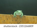 Small photo of toad, green toad, green toad on a leaf