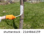 Small photo of Applying whitewash to a tree in the garden. A gardener paints a tree trunk with a brush. Garden work. Apple tree trunk, protection against pests and diseases, chalk whitewashing.