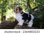 Biawer Yorkshire Terrier stands on a cut tree in nature.