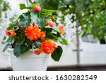 Closeup Of Begonia Plant In A...