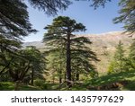 Small photo of Lebanon cedar. The Cedars of God located at Bsharri, are one of the last vestiges of the extensive forests of the Lebanon cedar that once thrived across Mount Lebanon. Lebanon