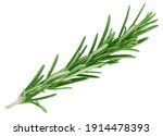 Small photo of Rosemary twig isolated on white background