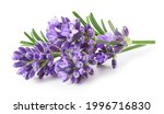 Lavender flowers isolated on...