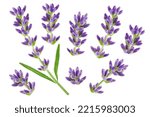 Lavender flower twigs isolated on white background