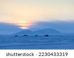 Winter arctic landscape. View of the snow-covered tundra and snow-capped mountains. Abandoned houses in the tundra in the Arctic. Cold winter weather. Sunset. Northern nature. Harsh polar climate.
