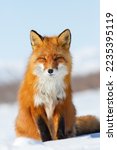 Small photo of The red fox sits on the snow in the tundra. Wild animal in its natural habitat in the Arctic. Wildlife of the polar region. Northern nature. A beautiful red fox looks carefully. Blurred background.