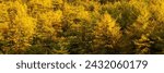 Small photo of View of the autumn larch forest. Yellowed autumn larch trees. Fall season in the Far North. September. Travel and hiking in the wild. Beautiful northern nature. Natural background is great for design.