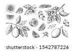 hand drawn lemon. vintage lime... | Shutterstock .eps vector #1542787226