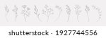 botanical drawing. minimal... | Shutterstock .eps vector #1927744556