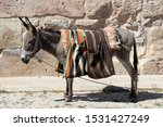A Donkey With Two Saddlebags On ...