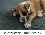 A Boxer Puppy Laying Down...