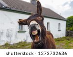 Funny Donkey Laughing At The...