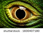 Macro shot of a green iguana's eye