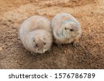 Two Black Tailed Prairie Dogs ...