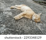 An Adult Male Mixed Breed (Moggie) Cat Sleeping on Cement Road in Front of A House