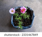 Small photo of Moss Rose or Sundial Peppermint Portulaca Plant (Portulaca Grandiflora 'Sundial Peppermint') in the Black Plastic Planting Bag on the Cement Floor. Small Ornamental Plant with Unique Blooming Flowers.
