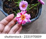 Small photo of A Woman's Hand Touching the Blooming Flower of Sundial Peppermint Portulaca Plant (Portulaca Grandiflora 'Sundial Peppermint')
