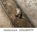 A Dead Mouse on the Cement Floor Attacked by A Moggie Cat