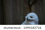 The Snowy Owl  Latin  Bubo...