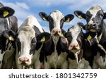 Holstein Friesian Cattle  Also  ...
