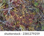 Small photo of Konnu Suursoo, Estonia - October 29 2023: Typical treacherous peat moss mattress in mire. First frost has covered the water with thin ice. Estonian wilderness.