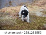 Small photo of Konnu Suursoo, Estonia - October 29 2023: Big old female Landseer dog sunk into treacherous soft peat moss mattress in mire. She need some help to get out. Walking with dog in Estonian wilderness.