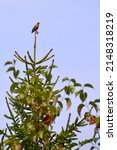 Small photo of American robin (Turdus migratorius) perched at top of tree along Lynde Shores trail during Summer