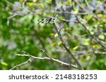 Small photo of Twelve-spotted Skimmer (Libellula pulchella) dragonfly perched on tree branch along Lynde Shores trail during Summer