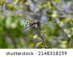 Small photo of Twelve-spotted Skimmer (Libellula pulchella) dragonfly perched on tree branch along Lynde Shores trail during Summer