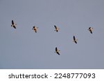 Canada Geese (Branta canadensis) in flight over Tiny Marsh during early Spring