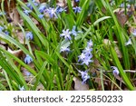 Small photo of Forbes' Glory-of-the-Snow (Scilla forbesii) and Siberian Squill (Scilla siberica) growing along woodland hiking trail during Spring