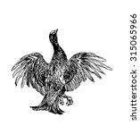 Partridge  Grouse Sketch Birds...